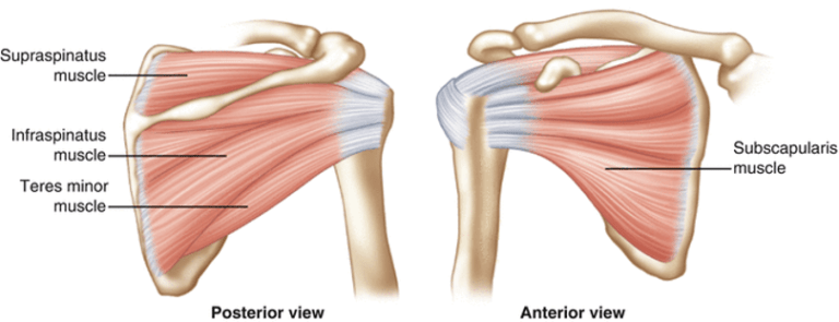 Rotator Cuff Dysfunction - Modern Physiotherapy + Training | Kitchener ...